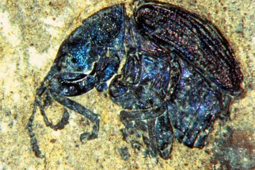 Zu den Besonderheiten der ca. 25 Millionen Jahre alten Fossillagerstätte Enspel im Westerwald gehört die Erhaltung von Insekten - hier ein Prachtkäfer (Buprestidae). Foto: M. Wuttke