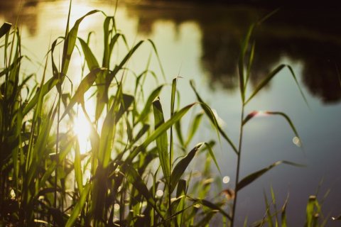 Foto Repli-Kate / shutterstock Schilf vor einer Wasseroberfläche, auf welche das Licht der Abendsonne fällt, das auch durch die Gräser hindurch scheint.