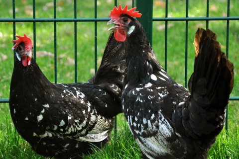 Schlotterkämme, Foto: Grugapark Essen / M. Gülpen Drei Hähne - sogenannte Schlotterkämme