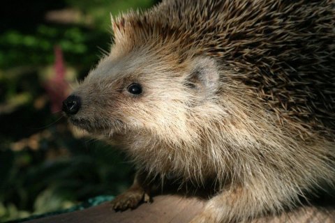 Foto: Grugapark Essen / M. Gülpen Igel