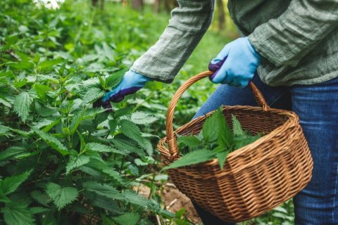 Foto: encierro / shutterstock Man sieht den Unterkörper einer Person, deren mit Handschuhen bekleidete Hände eine geflochtenen Korb halten und Brennnesseln flücken.