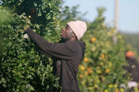 Ein Mann mit heller M&uuml;tze und dunklem Kapuzenpullover steht auf einer sonnigen Zitrusplantage. Er greift mit beiden H&auml;nden in einen dicht belaubten Baum, vermutlich um Fr&uuml;chte zu pfl&uuml;cken. Im Hintergrund sind weitere B&auml;ume mit orangefarbenen Fr&uuml;chten und eine unscharfe zweite Person zu sehen.