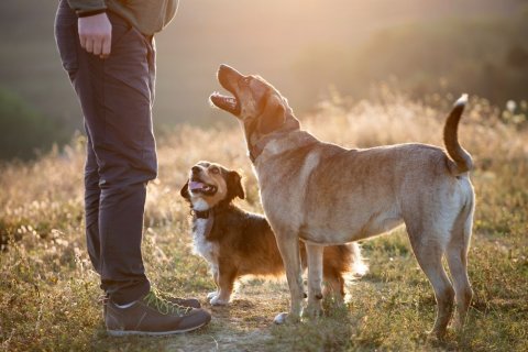 Zwei Hunde blicken zu einem Menschen auf, von dem nur Beine, H&auml;nde und unterer Oberk&ouml;rper zu sehen sind. Im Hintergrund f&auml;llt Sonnenlicht auf trockenes hohes Gras. 
