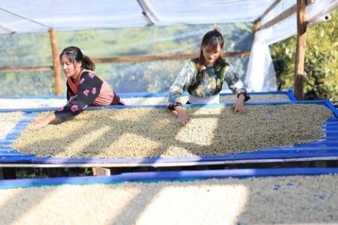 Zwei Frauen stehen an gro&szlig;en, flachen Trockengestellen und verteilen helle Kaffeebohnen mit den H&auml;nden. Die Gestelle sind mit blauen Rahmen eingefasst und stehen unter einem einfachen, lichtdurchl&auml;ssigen Dach. Im Hintergrund sind unscharf gr&uuml;ne H&uuml;gel und Vegetation zu sehen. Das Bild vermittelt den Eindruck sorgf&auml;ltiger Handarbeit bei der Aufbereitung von Kaffee im Freien.