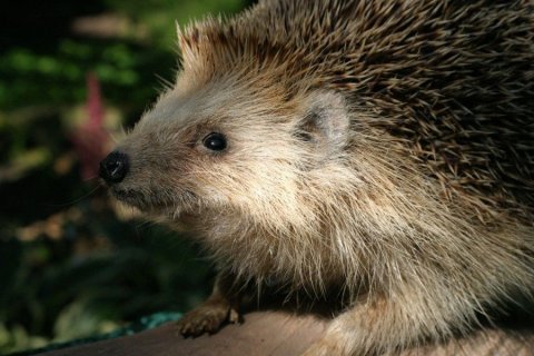 Igel