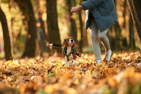Eine Person in wei&szlig;en Schuhen, hellgrauer Leggins und dunkelgrauer Jacke l&auml;uft &uuml;ber einen bl&auml;tterbedeckten Herbstwaldboden und neben ihr ein Hund, der den Blick auf den Menschen gerichtet hat. 